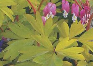 Dicentra Gold Heart