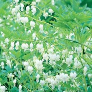 Dicentra spect. Alba