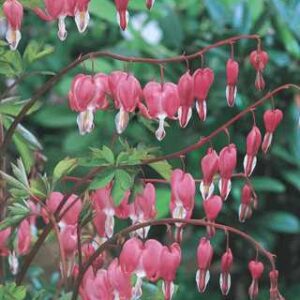 Dicentra spectabilis