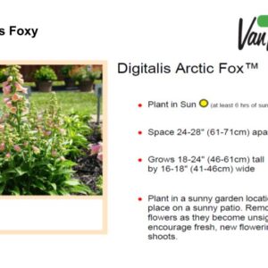 Digitalis Foxy