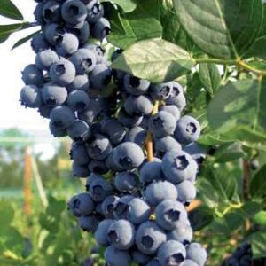 Duke' Blueberry