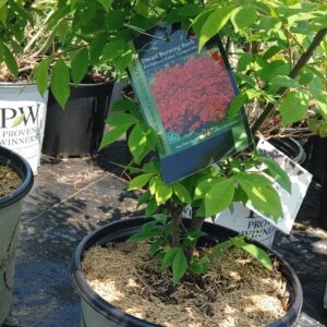 Dwarf Burning Bush