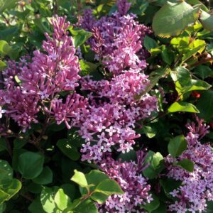Dwarf Korean Lilac