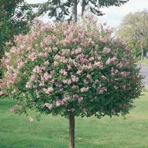 Dwarf Korean Lilac std