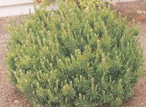 Dwarf Mugo Pine