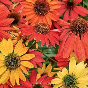 Echinacea 'Cheyenne Spirit'