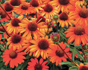 Echinacea 'Kismet Intense Orange'