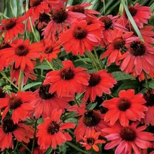 Echinacea Sombrero 'Salsa Red'