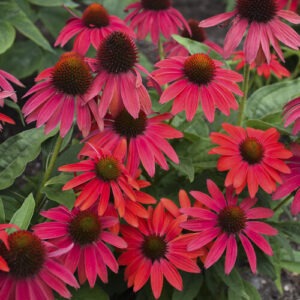 Echinacea Summersong 'Firefinch' PW