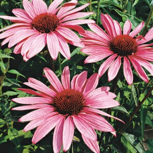 Echinacea p.'Magnus'
