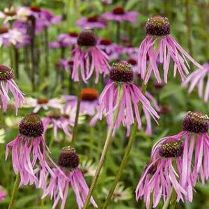 Echinacea pallida