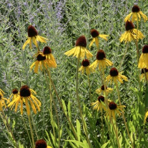 Echinacea paradoxa