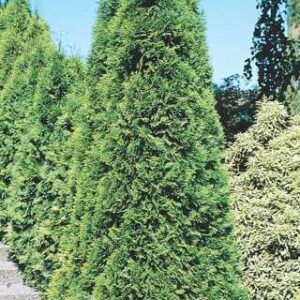 Emerald Cedar