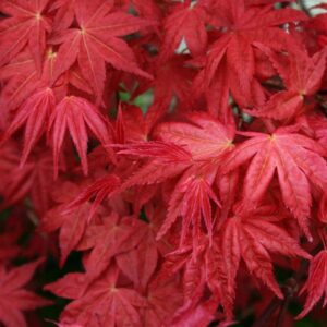 Emperor Japanese Maple