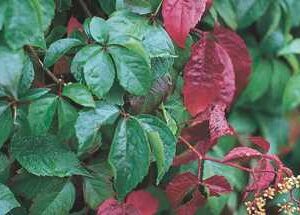 Engelman's Virginia Creeper