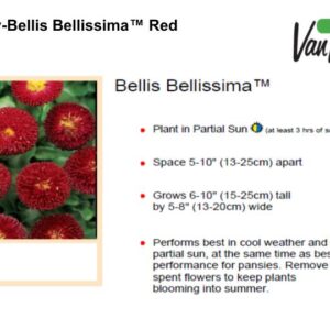 English Daisy - Bellis Bellissima Red