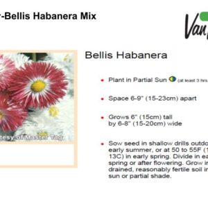English Daisy-Bellis Habanera Mix
