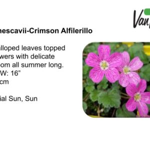 Erodium manescavii-Crimson Alfilerillo