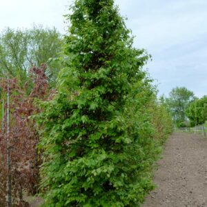 Europian Beech