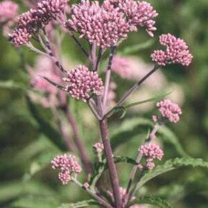 Eutrochium purpureum