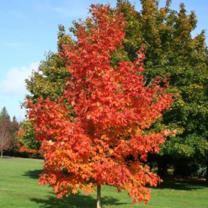 Fall Fiesta Maple