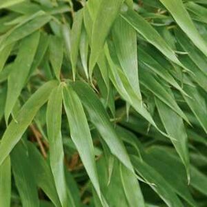 Fargesia rufa 'Green Panda'