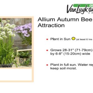 Fat Leaf Allium - Allium Autumn Bee Attraction