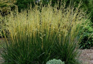 Festuca a.'Glow Sticks'