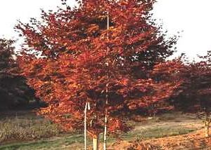 Fireglow' Japanese Maple
