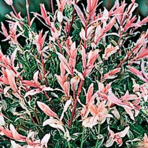 Flamingo Willow