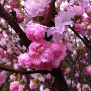 Flowering almond
