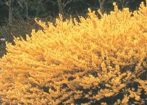 Forsythia a.'Northern gold