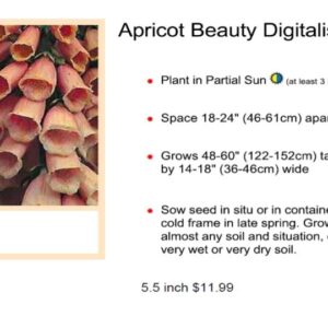 Foxglove - Digitalis Apricot Beauty