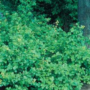 Fragrant Sumac
