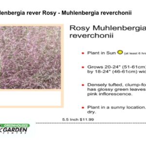 GR Muhlenbergia rever Rosy - Muhlenbergia reverchonii
