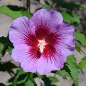 Gandini Santiago hibiscus std
