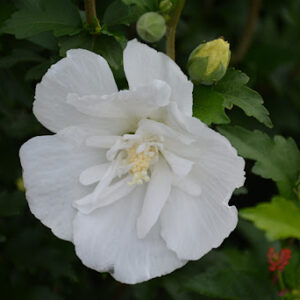 Gandini van Aart hibiscus std