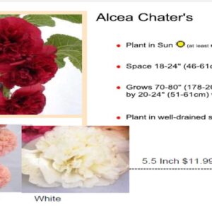Garden Hollyhock - Alcea Chater Maroon