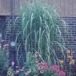 Giant Chinese Silver Grass