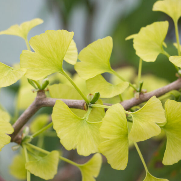 Ginkgo biloba 'Beijing Gold'