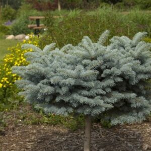 Globe blue spruce std