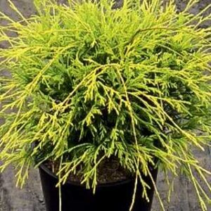 Golden Mop Threadleaf False Cypress