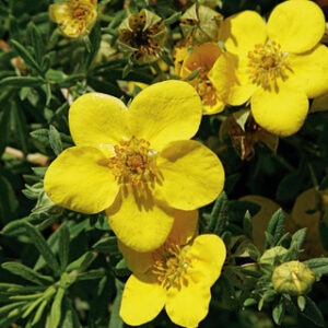 Goldfinger Potentilla