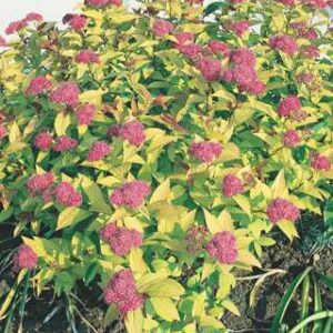 Goldflame Spirea