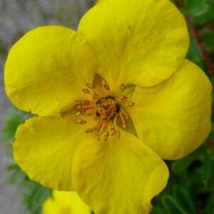 Goldstar Potentilla