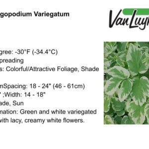Goutweed-Aegopodium Variegatum