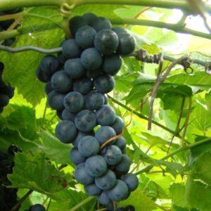 Grape x 'Baco Noir'
