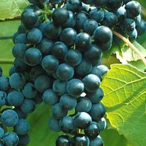 Grape x 'De Chaunac'