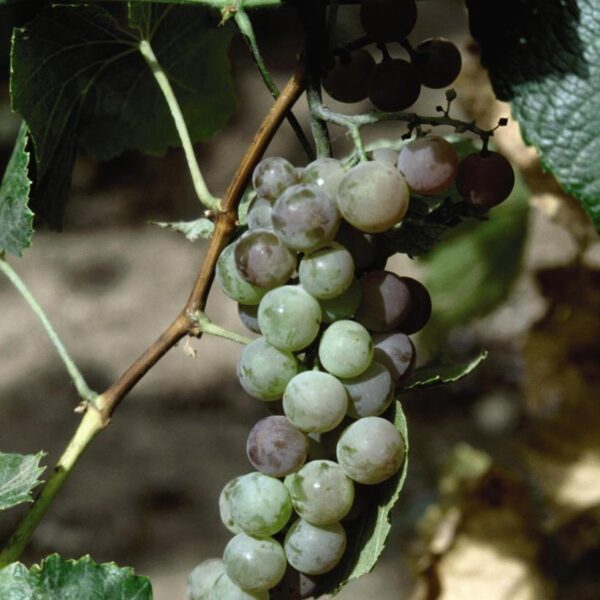 Grape x 'Himrod Seedless'