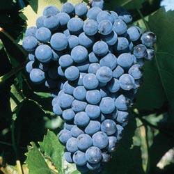 Grape x 'Sovereign Coronation'